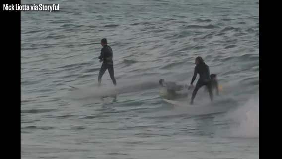 Watch: Dolphins catch waves with California surfers, wowing onlookers